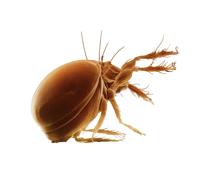 acari della polvere immagini