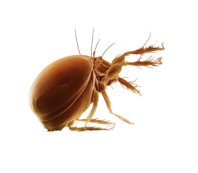 acari della polvere immagini