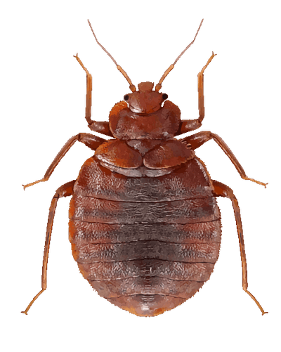 cimice del materasso