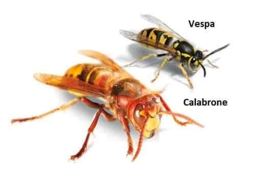 vespe e calabroni