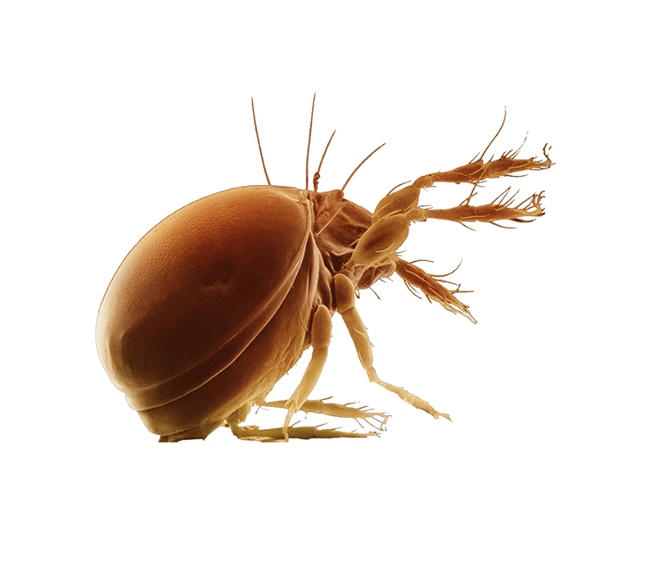 acari della polvere immagini