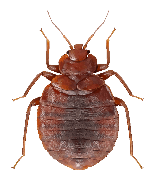 cimice del materasso